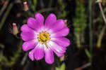 Bartram's rose gentian